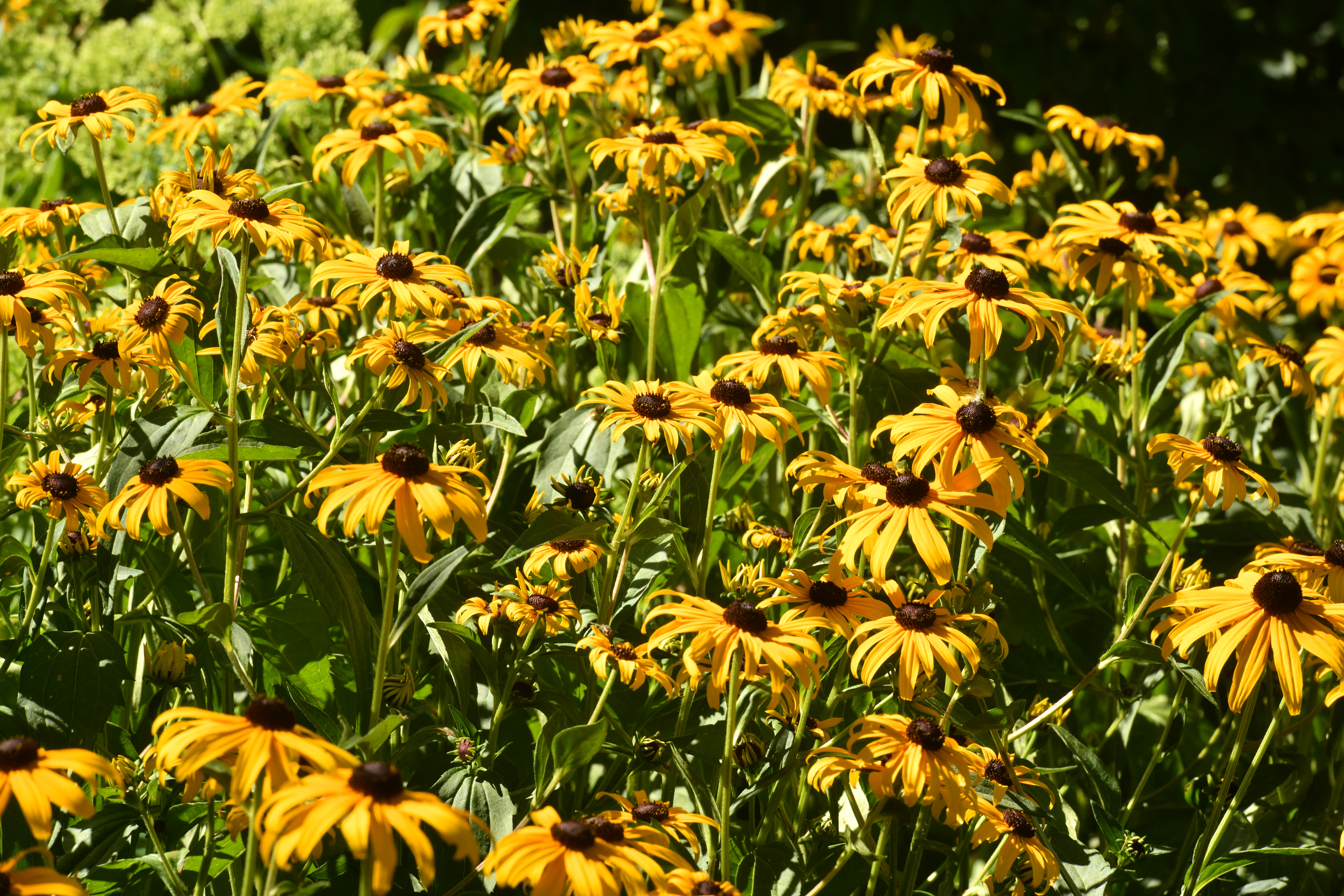 coneflowers