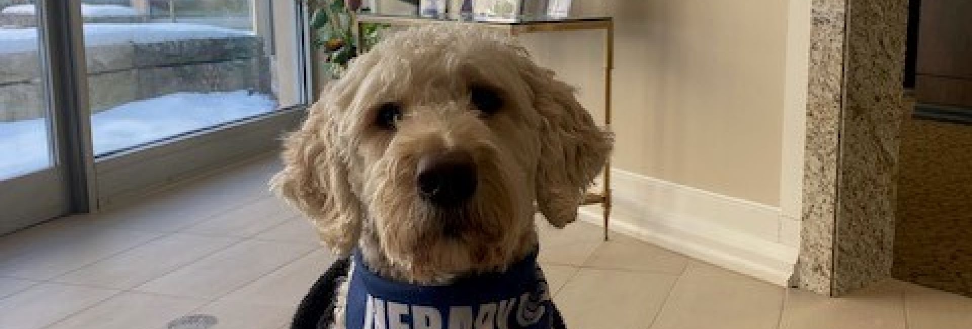 therapy dog
