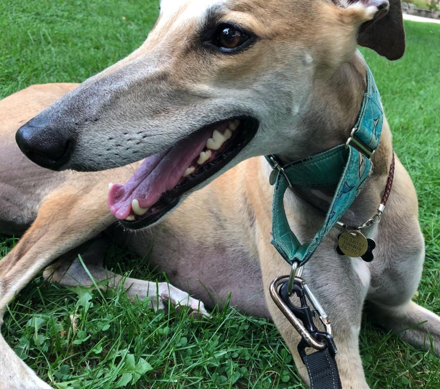 greyhound
