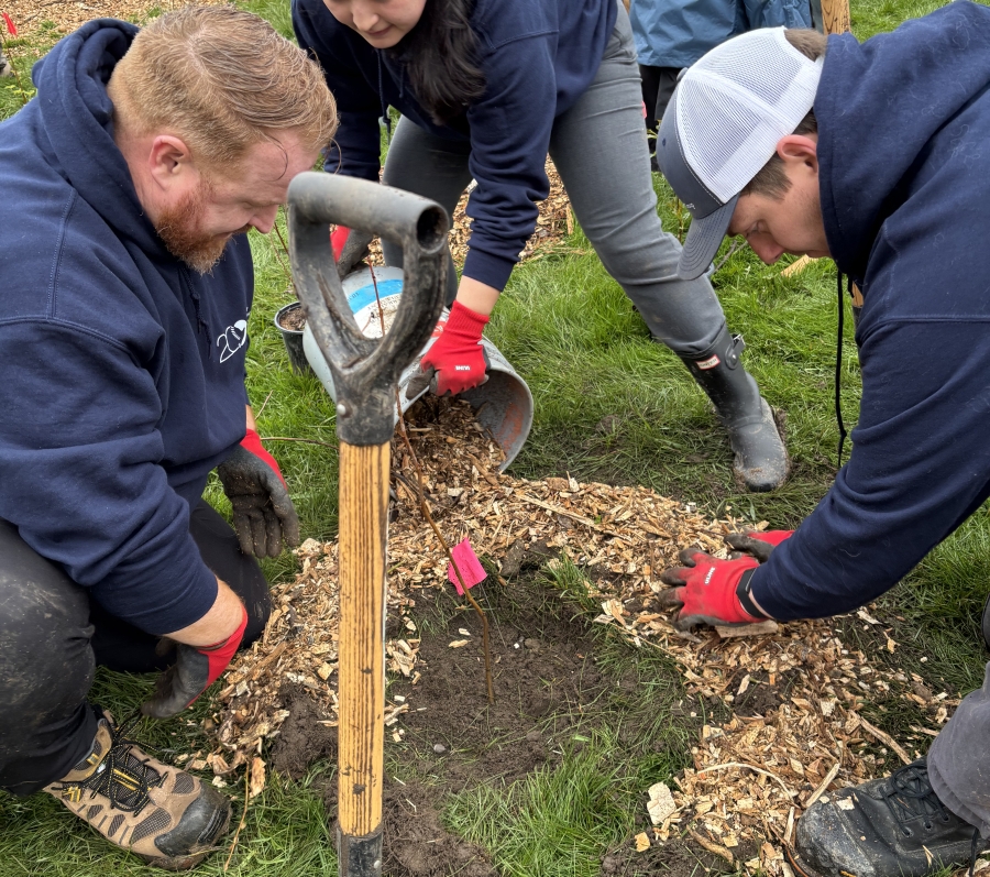 People working together outdoors to plant a young tree, using shovels and adding soil around the base in a grassy area.