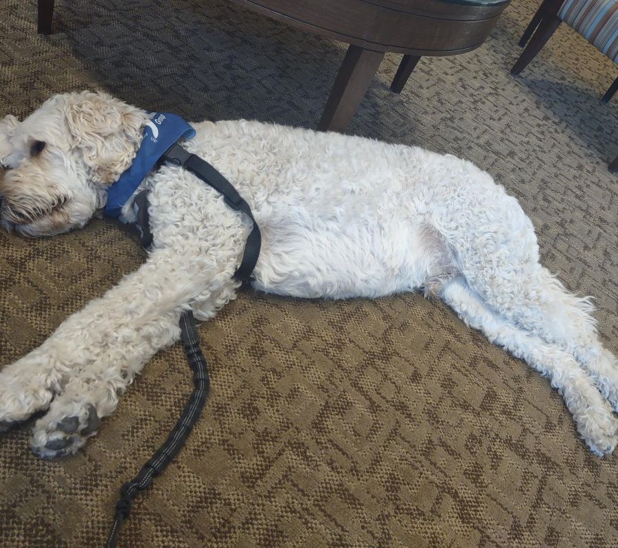 a dog lying down