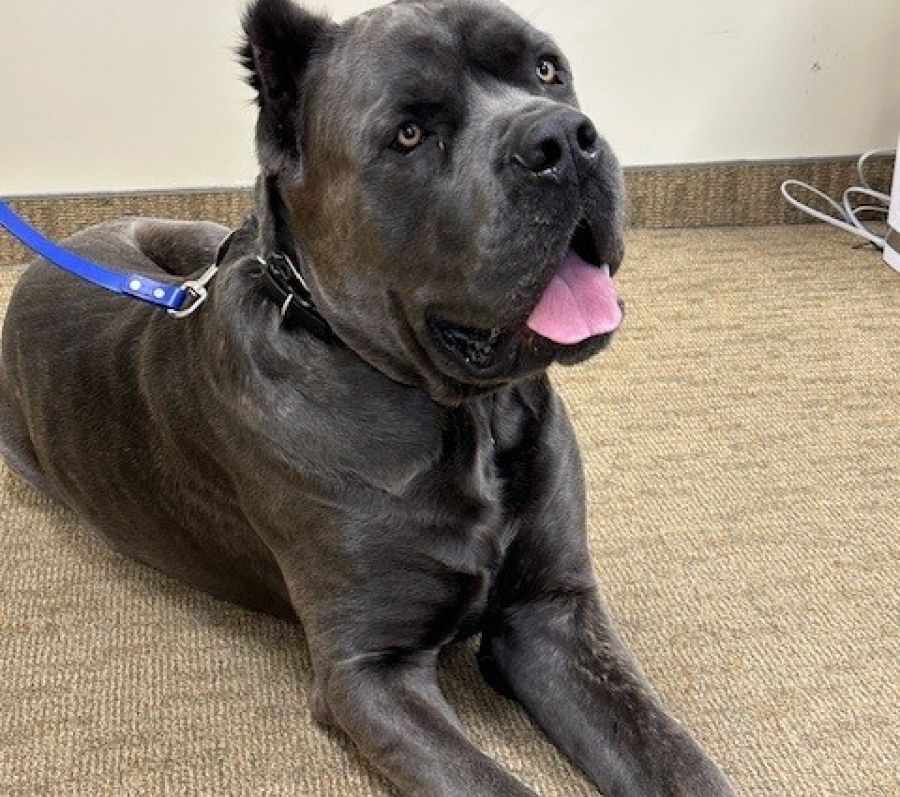big grey dog