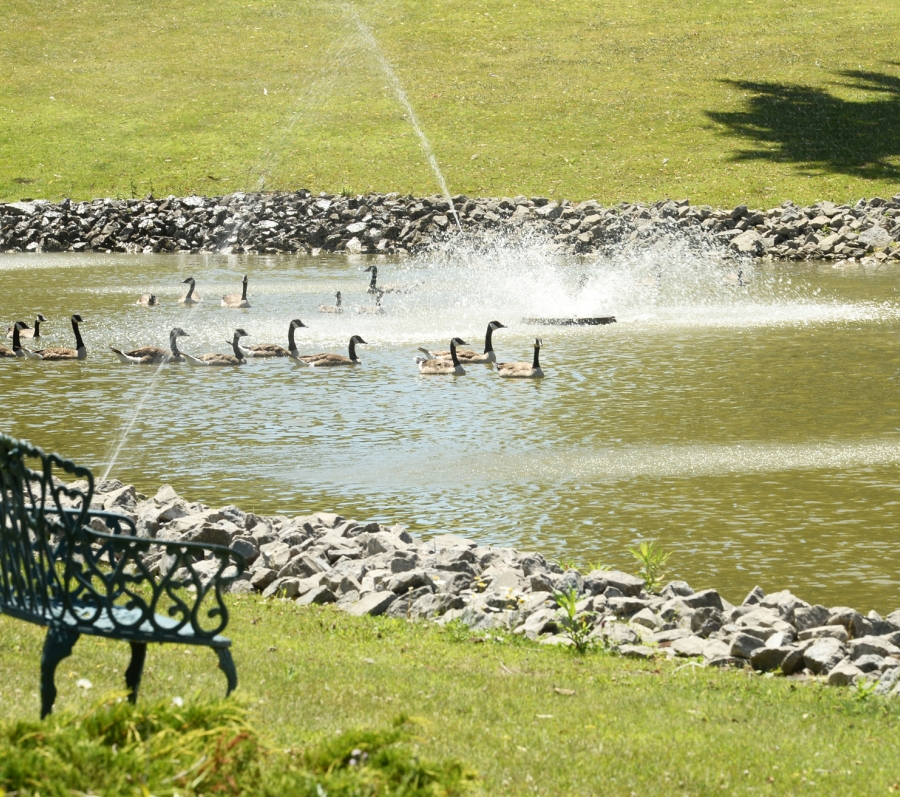 pond with ducks at Thornton Cemetery