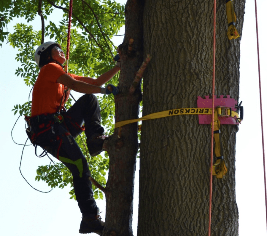 Arborist climbing a tree