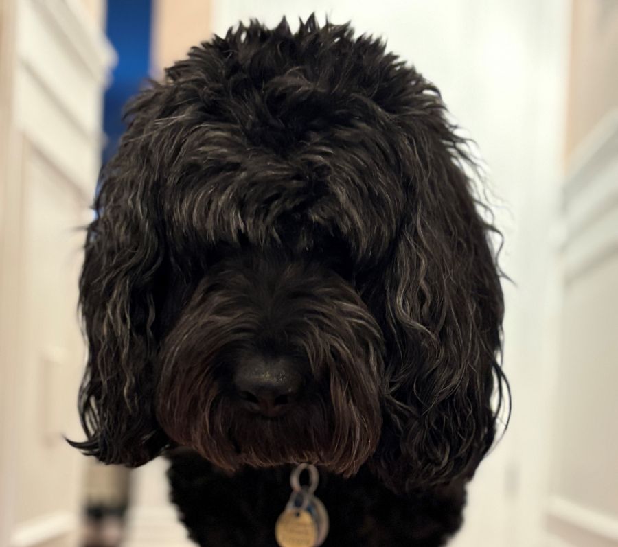 black furry dog