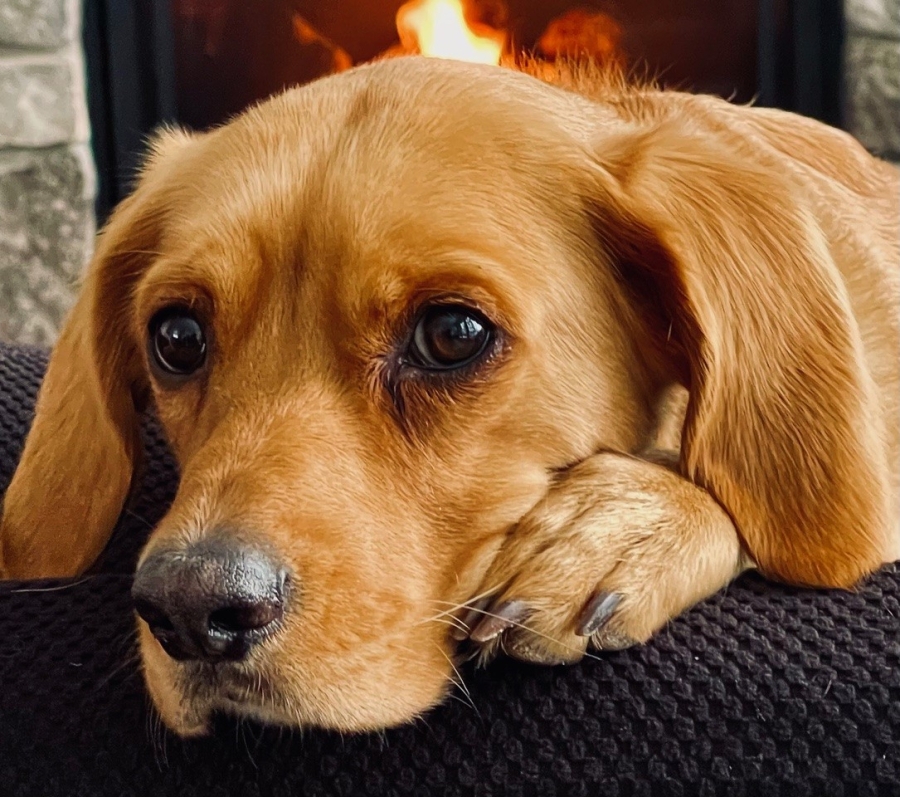 blond dog lying down