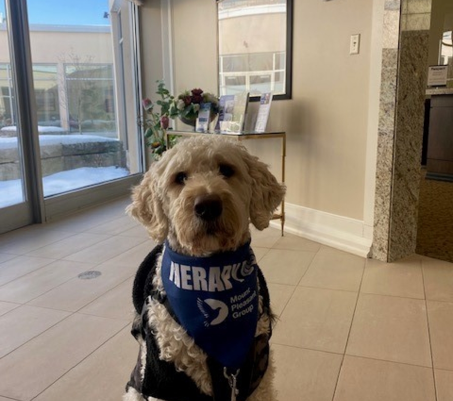 dog with therapy bandana