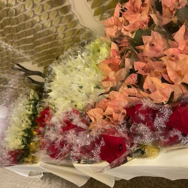 colourful flowers on a bench