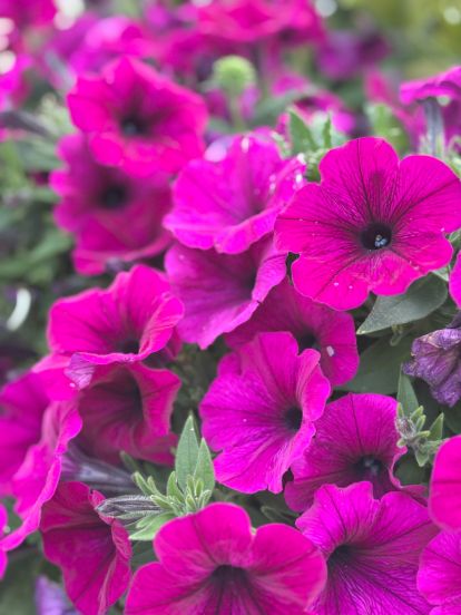 purple flowers