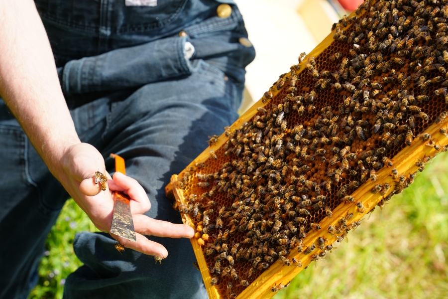 Beekeeper holding a honeycomb frame covered with bees