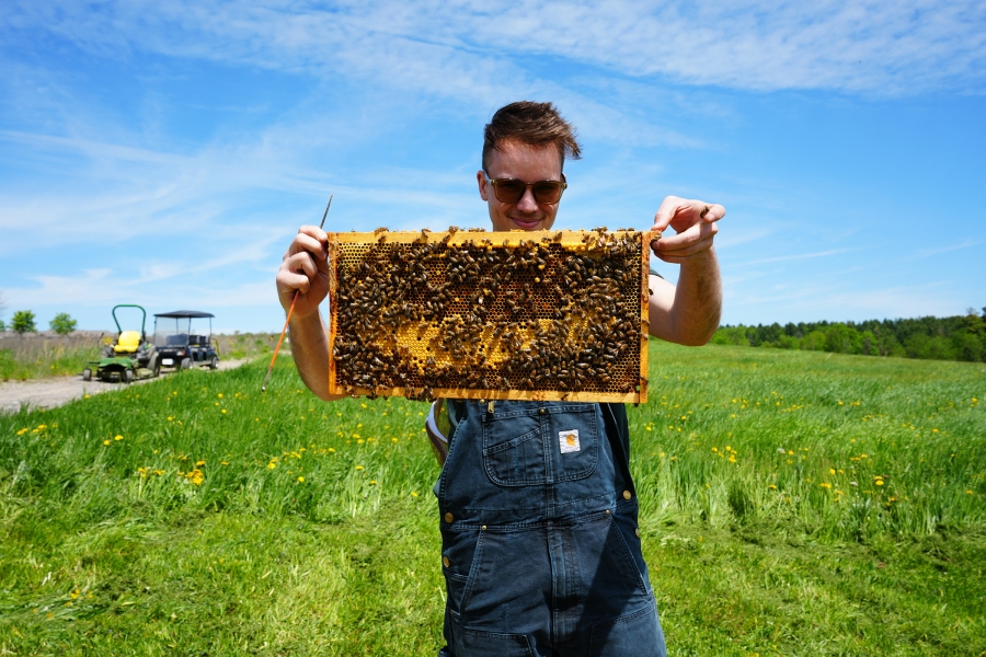 Person holding a honeycomb frame covered with bees in a field