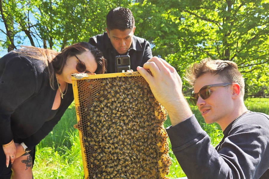 People examining a honeycomb frame covered with bees.