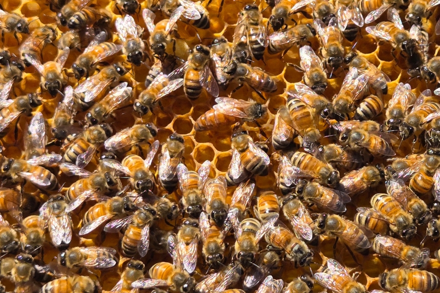 Close-up of bees covering a honeycomb