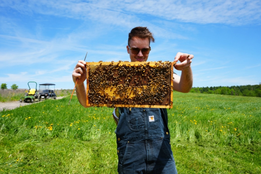 Person holding a honeybee frame covered with bees in a grassy field.