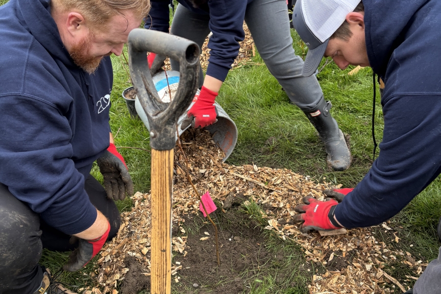 People working together outdoors to plant a young tree, using shovels and adding soil around the base in a grassy area.