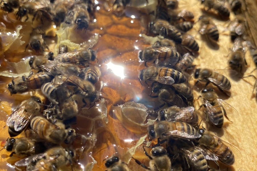 bees on honey