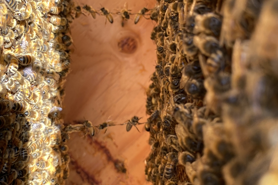 bees on honey