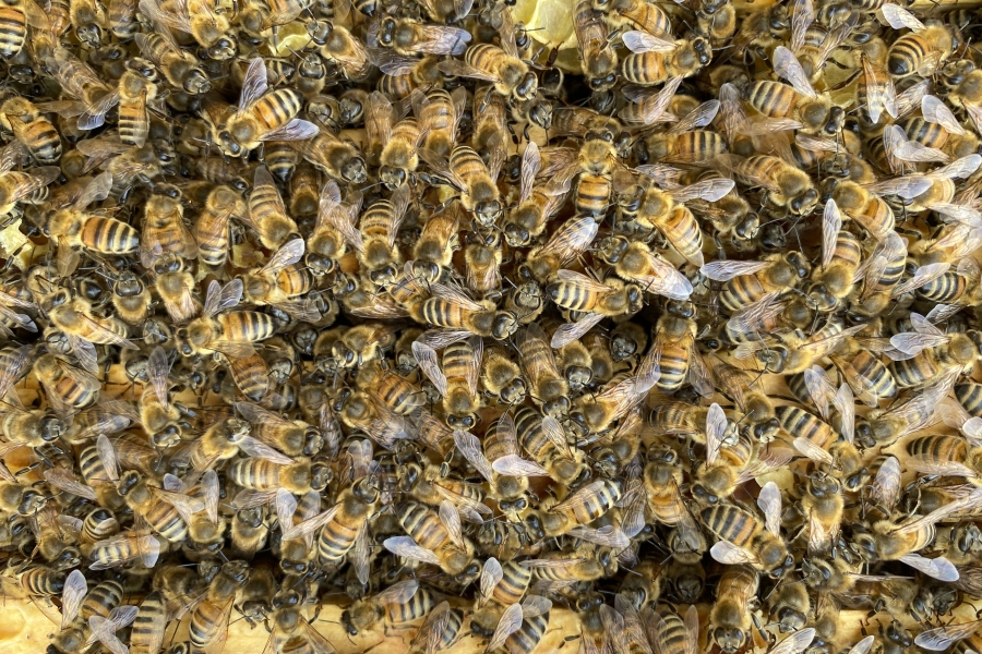 a tons of bees