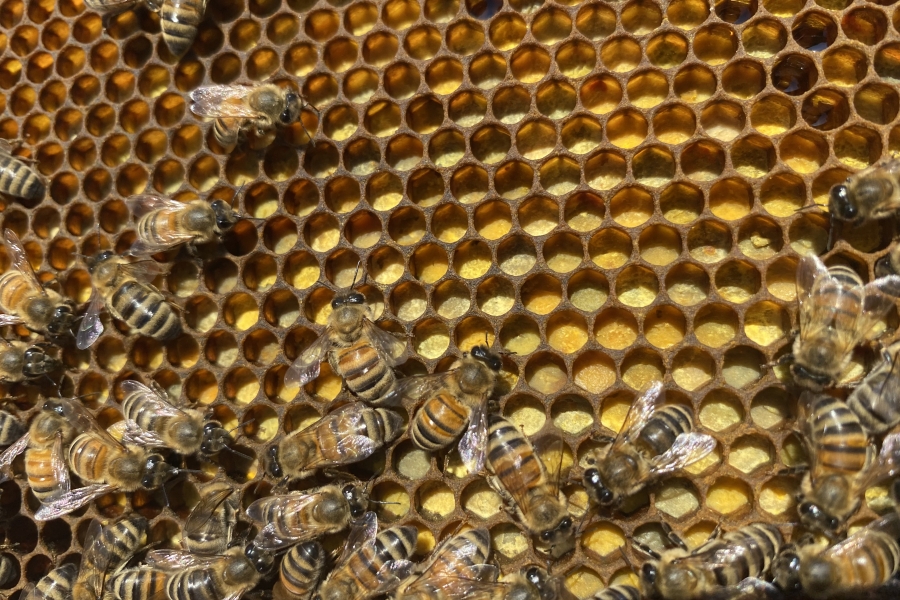 bees making honey