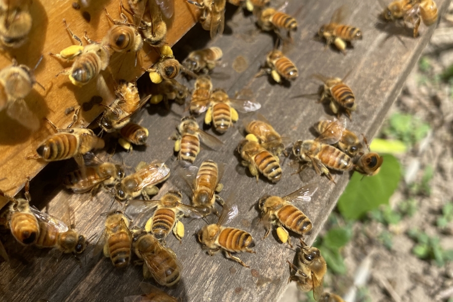 a ton of bees on honey and wood
