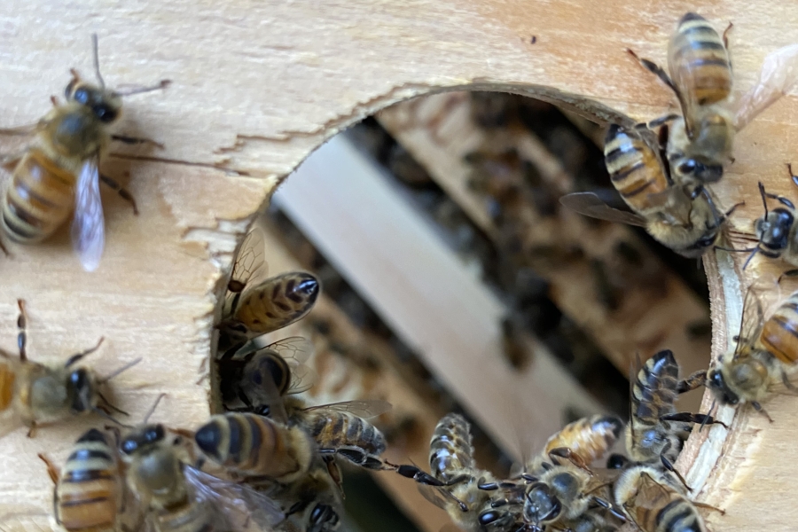 bees around a hole