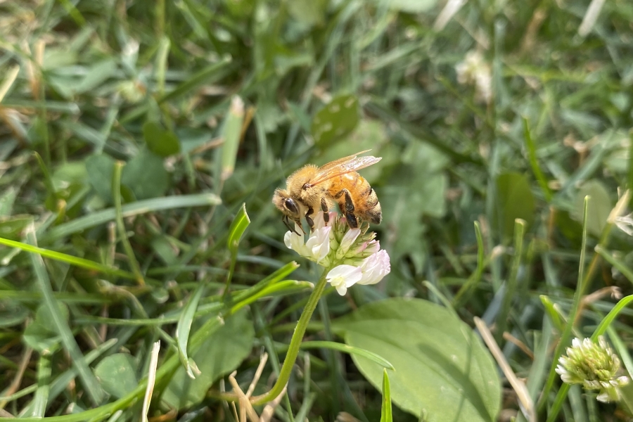 a bee on a flower