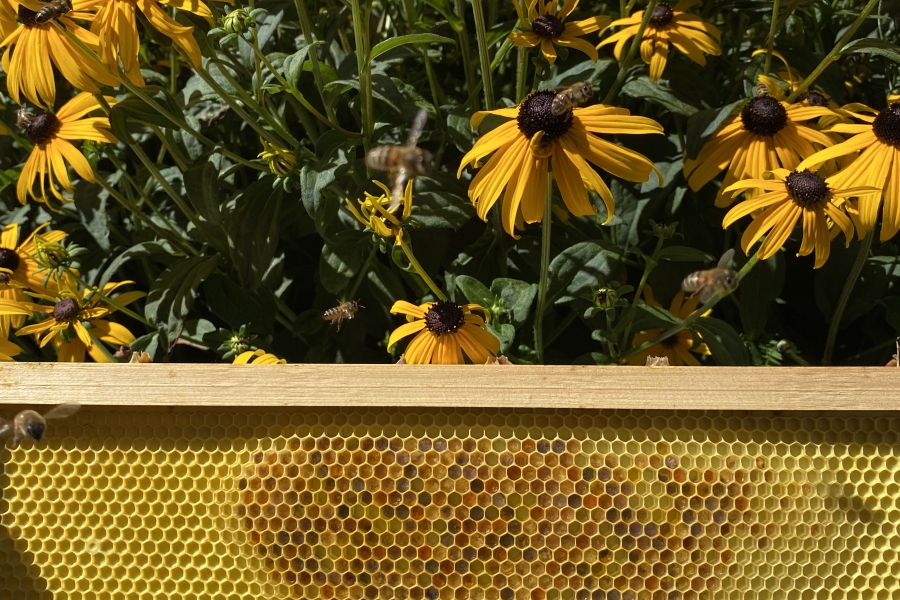 bees on flowers