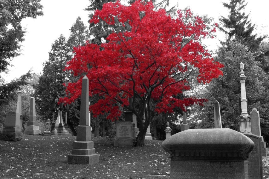 Cemetery hillside with gravestones and a vivid red tree standing out against a black-and-white background.