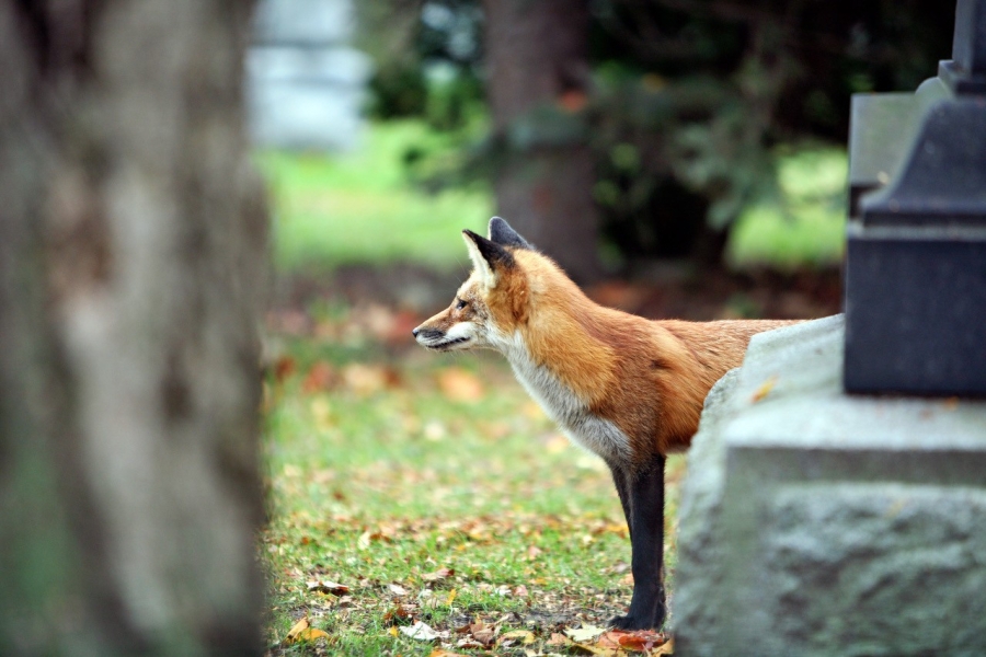Fox standing on grass near a headstone in a cemetery.