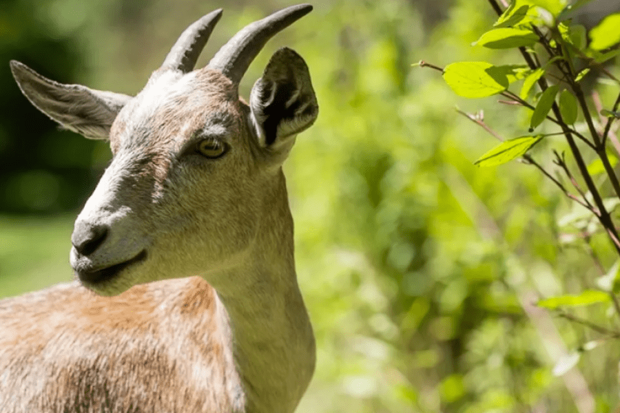 Close-up of a goat with short horns standing in a green wooded area, with blurred foliage in the background.