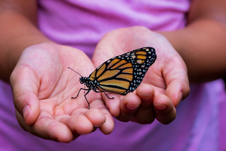 Monarch butterfly resting on a pair of open hands, with a pink shirt visible in the background.