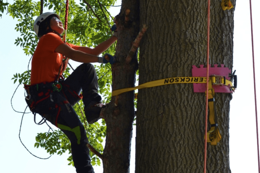 Arborist climbing a tree