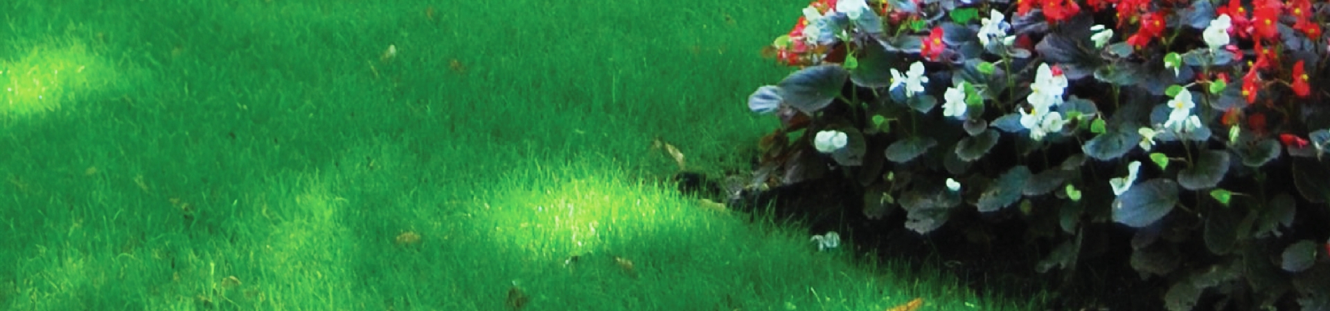 A flower bed with red and white begonias, dark green leaves, and surrounding green grass.