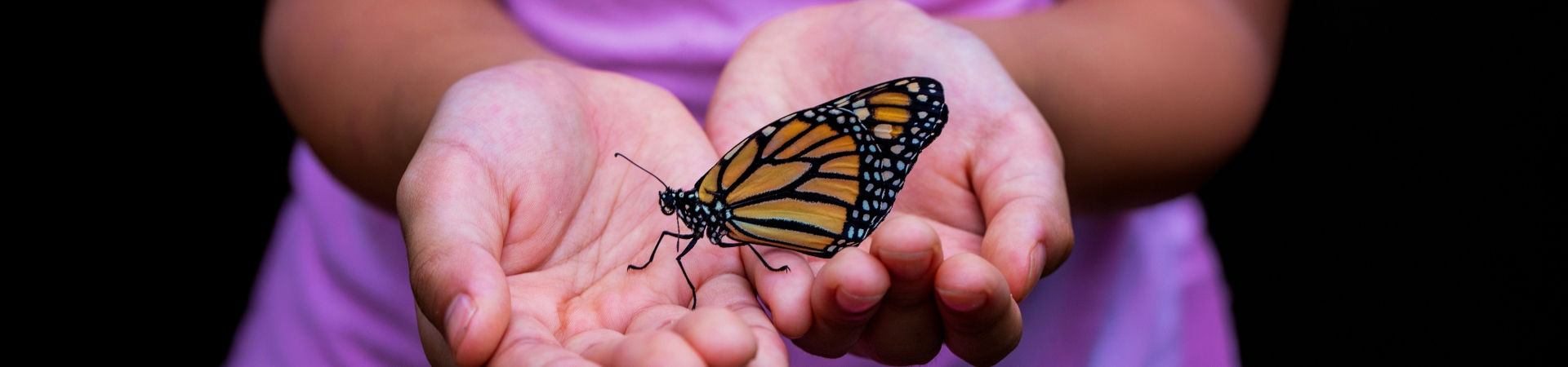 Monarch butterfly resting on a pair of open hands, with a pink shirt visible in the background.