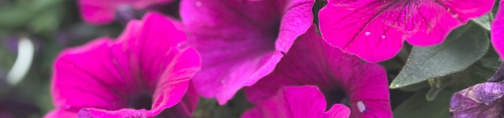 purple flowers