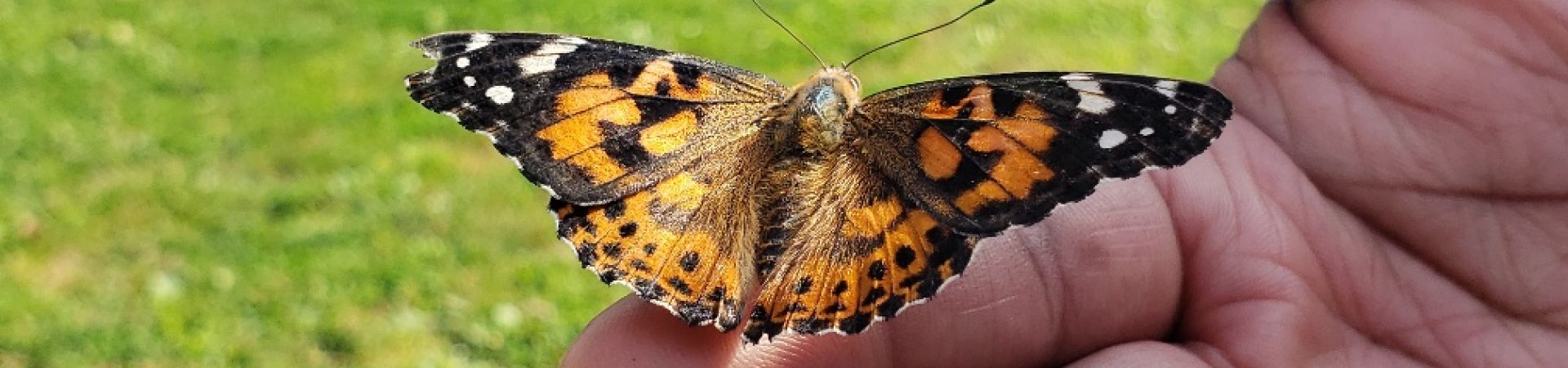 Butterfly on palm